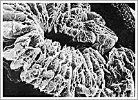 打造中國(guó)“石墨產(chǎn)業(yè)之都”的領(lǐng)軍人