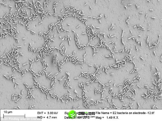 通過顯微鏡看到，海洋細菌希瓦氏菌的合成版本與碳電極發生互動