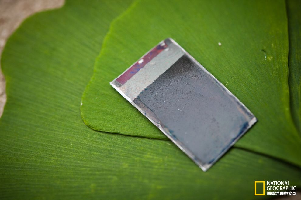 借助神奇細菌，太陽光變成液體燃料