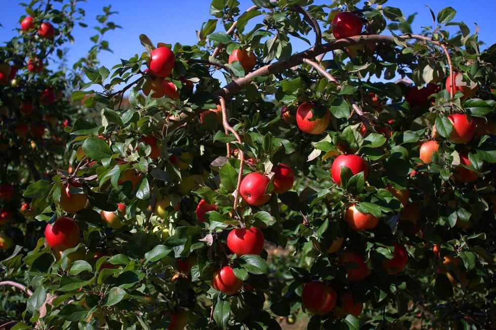 喬布斯鮮為人知的13個秘密：首份工作在蘋果園 