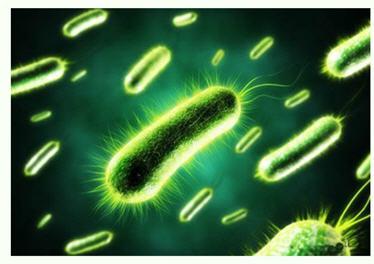 美國研發出可持久供電的細菌太陽能電池 傳統光伏發電方式或被顛覆？