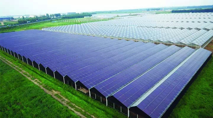 山東最大農(nóng)業(yè)光伏大棚項(xiàng)目落戶青島 總投資20億元