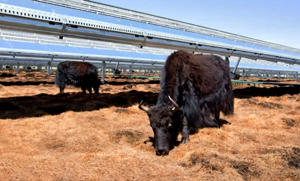 蘋果公司借力40兆瓦光伏電站 零售店電力達到碳中和